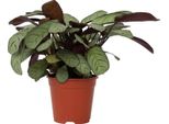 Pianta Di Preghiera - Ctenanthe Burle-Marxii 'Amagris' - Altezza 25-35Cm - ⌀14Cm