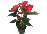 Anturio - Anthurium 'Royal Champion' - Altezza 35-45Cm - ø12Cm