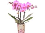 Orchidee Kolibri | Orchidea Phalaenopsis Rosa-Viola In Vaso Ø9Cm | Frederikstad | Pianta Da Appartamento Fiorita - Fresca Di Coltivazione