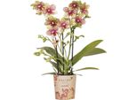 Orchidee Kolibri | Orchidea Phalaenopsis Giallo-Arancio Vaso Ø9Cm | Grosseto | Pianta Da Appartamento Fiorita - Fresca Di Coltivazione