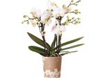 Orchidee Kolibri | Orchidea Phalaenopsis Bianca In Vaso Ø9Cm | Zurigo | Pianta Da Appartamento In Fiore - Fresca Di Coltivazione