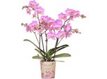 Orchidee Kolibri | Orchidea Phalaenopsis Rosa In Vaso Ø9Cm | Svizzera | Pianta Da Appartamento Fiorita - Fresca Di Coltivazione