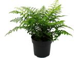 Asplenium Dimorphum Parvati- Varietà Di Felci Speciali Per L'ambiente Felce Da Nido Vaso Da 17 Cm. Altezza Circa 30-40 Cm