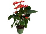 Anturio - Anthurium 'Madural Red' - Altezza 55-70Cm - ø17Cm
