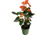 Anturio - Anthurium 'Madural Orange' - Altezza 55-70Cm - ø17Cm