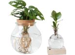 Mix Di Piante In Vetro - Set Di 2 - Clusia, Monstera - Altezza 15-35Cm - ⌀20Cm