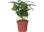 Pianta Del Caffè - Coffea Arabica - Altezza 25-40Cm - ⌀12Cm