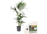 Kentia - Howea Forsteriana - Altezza 90-100Cm - ⌀18Cm