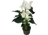 Anturio - Anthurium 'Alaska White' - Altezza 55-70Cm - ø17Cm