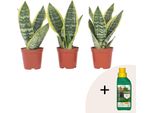 Pianta Del Serpente - 3 Pezzi - Sansevieria 'Futura Superba' - A35-40Cm - ⌀12Cm