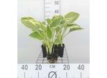 6 X Hosta Hybr. 'Aureomarginata' - Hosta - Vaso 9 X 9 Cm
