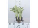 6 X Hosta Hybr. 'Francee' - Hosta - Vaso 9 X 9 Cm