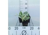 6 X Hosta Hybr. 'Patriot' - Hosta - Vaso 9 X 9 Cm X 9 Cm