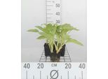 6 X Hosta Sieboldiana - Hosta - Vaso 9 X 9 Cm