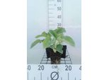 6 X Hosta Hybr. 'Royal Standard' - Hosta - Vaso 9 X 9 Cm