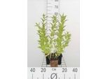 6 X Nepeta Sibirica - Erba Gatta - Vaso 9 X 9 Cm