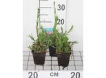 6 X Lychnis Flos-Cuculi - Garofano Luminoso - Vaso 9 X 9 Cm
