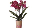 Orchidee Kolibri | Orchidea Phalaenopsis Viola In Vaso Ø9Cm | Chamonix | Pianta Da Appartamento Fiorita - Fresca Di Coltivazione