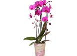 Orchidee Kolibri | Vaso Per Orchidee Phalaenopsis Viola Ø12Cm | Freeride | Pianta Da Appartamento Fiorita - Fresca Di Coltivazione