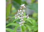 6 X Verbena Del Limone - Aloysia Triphylla (= Lippia) | Vaso 9Cm X 9Cm