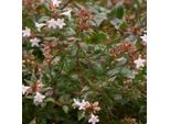 2 X Abelie Grandiflora - Abelia Grandiflora 'Confetti' | 25-30 Cm In Vaso