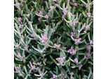2 X Erica Rosmarinacea - Andromeda Polifolia 'Blue Ice' | 15-20 Cm In Vaso