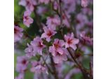 Ciliegio Delle Curili - Prunus Nipponica 'Ruby' | 60-80 Cm In Contenitore