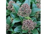 Skimmie - Skimmia Japonica 'Fragrant Cloud' | 30-35 Cm In Vaso