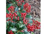 Skimmia - Skimmia Japonica 'Veitchii' | 30-40 Cm In Vaso