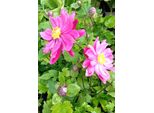 Anemone Japonica Bressingham Glow Herbstanemone Im 9 X 9 Cm Topf