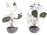 Kunstblume BOTANIC-HAUS "Magnolie Im Glas", Beige (Creme, Weiß), B:14Cm H:18Cm T:14Cm Ø:14Cm, Kunststoff, Kunstpflanzen