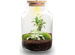 Kit Fai Da Te Per Bottiglie - Piccolo Terrario Con Tappo A Led - Ø17Cm X H25Cm - Mini Ecosistema Autosufficiente - Incl. Muschio, Piante E Istruzioni