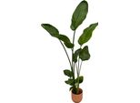 Strelitzia Nicolai Inclusief Elho Vibes Fold Round Roze - 100 Cm - Ø18