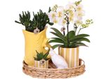 Set Regalo Dell'azienda Kolibri Tramonto Mediterraneo Con Orchidea Phalaenopsis Bianca Lausanne E Piante Grasse Incl. Vasi In Ceramica