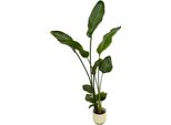 Strelitzia Nicolai Inclusief Elho Vibes Fold Round Wit - 100 Cm - Ø18