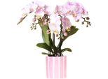 Colibrì Orchidee Rosa Phalaenopsis Portogallo + Vaso A Strisce Dipinte Rosa - Misura Del Vaso 9Cm