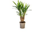 Giglio Di Palma Gigante - Yucca Elephantipes - Pianta Da Appartamento - Ø21 Cm - Altezza 60-70 Cm - Pianta Verde Robusta E Facile Da Curare Per Interni Moderni