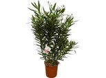 Rosaio - Arbusto Di Nerium Oleander - Fiori Bianchi - 160 Cm - Ø32Cm - Posizione Profumata E Soleggiata - Pianta Da Giardino E Da Appartamento