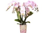 Orchidee Colibrì Orchidea Phalaenopsis Rosa - Portogallo - Vaso Da 9 Cm