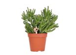 Kolibri Greens | Pianta Verde - Succulenta Crassula Hobbit - Pianta Verde Da Appartamento - Fresca Di Coltivazione