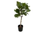 Fusto Di Ficus Lyrata Compreso Elho Greenville Rotondo Nero - 160 Cm - Ø30