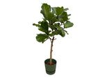 Fusto Di Ficus Lyrata Include Elho Greenville Rotondo Verde - 160 Cm - Ø30