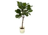 Ficus Lyrata Stam Inclusief Elho Greenville Round Wit - 160 Cm - Ø30