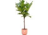 Ficus Lyrata Stam Inclusief Elho Vibes Fold Round Roze - 160 Cm - Ø30
