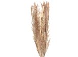 Fiori Secchi Clayre & Eef 100 Cm Fiori Secchi Beige