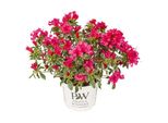 Hello Plants Rhododendron Bollywood Pink Pianta In Vaso - Ø 19 Cm - Altezza: 30 Cm