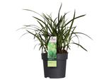 Hello Plants Carex Irish Green Sedge Erba Ornamentale - Ø 14 Cm - Altezza: 30 Cm