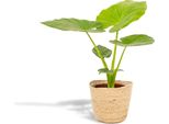 Alocasia Macrorrhiza - Ø19Cm - Altezza Circa 70Cm - Pianta Da Appartamento Con Cesto Selin - Pianta A Foglia Larga A Orecchio Di Elefante - Purificante E Decorativa