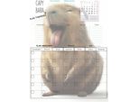 Frigo Planner Magnettafel Kapybara Calendario + Penna Calendario