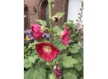 6 X Alcea Rosea 'Simplex' - Agrifoglio In Vaso 9X9 Cm